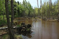 фото "лесное озеро"