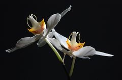photo "***"