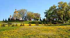 photo ".. dandelion gold ..."