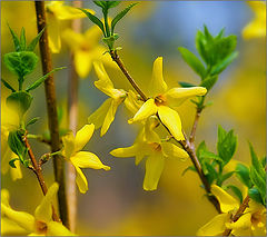 фото "Форзиция"