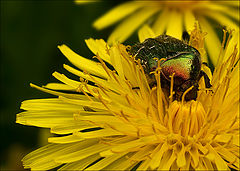 photo "Eating the Sun"