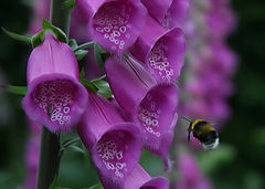 фото "buzzzzz"