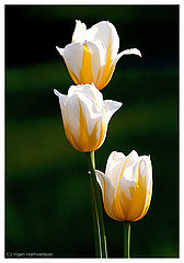 photo "Tulip trio"