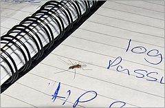 photo "A spy or   "I love the british mosquitoes" ))"