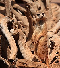 photo "Мeerkat"