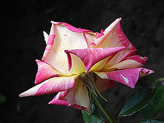 photo "Photo ***"