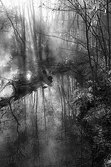 photo "***"