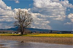 photo "Spring, at last.."