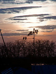 photo "***"