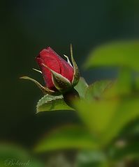 photo "***"