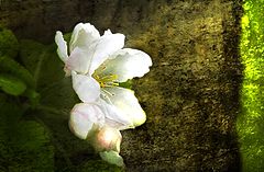 photo "Apple blossoms light"