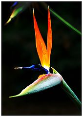 photo "flame"