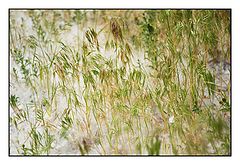 photo "***"