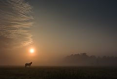 photo "***"