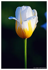 photo "Tulip solo"