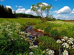 фото "Paradise In Jutland"