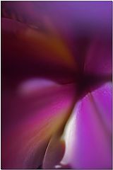 фото "Sweet Spot"