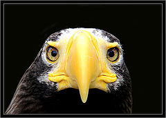 photo "***"