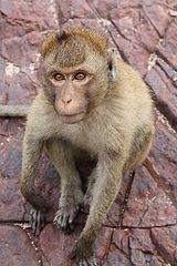 photo "sad monkey"