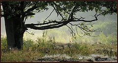 photo "***"