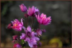 фото "***"