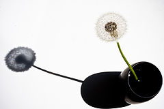 фото "...."