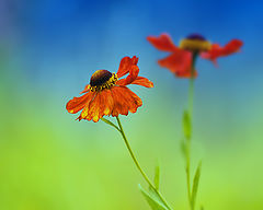 photo "***"
