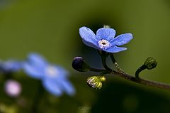 photo "***"