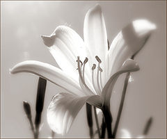 фото "..."