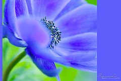 photo "***"