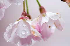 photo "***"