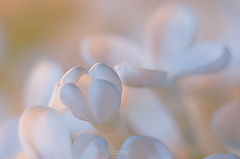 photo "***"