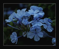 photo "***"
