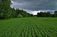 фото "Перед грозой..."