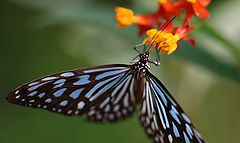 фото "Portrait of a butterfly."