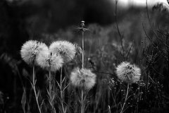 photo "***"