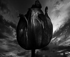 фото "Тюльпан"