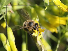 photo "Little Bee"