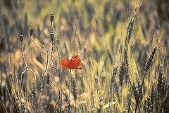photo "***"