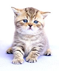 photo "Котенок,животные"