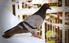 photo "Single pigeon."