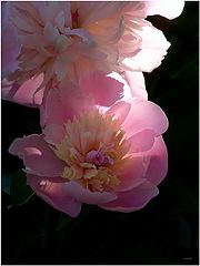 photo "***"