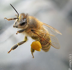 photo "Bee"