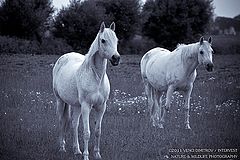 photo "White glory..."