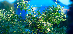photo "***"