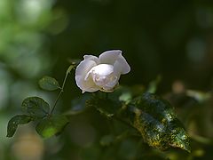 фото "***"