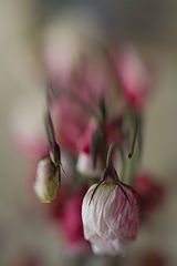 фото "***"