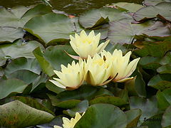фото "Nature."