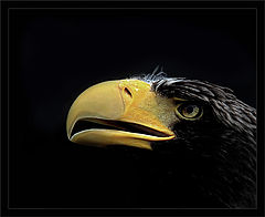 photo "***"
