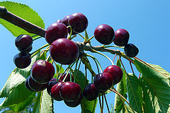 photo "From my cherry tree"